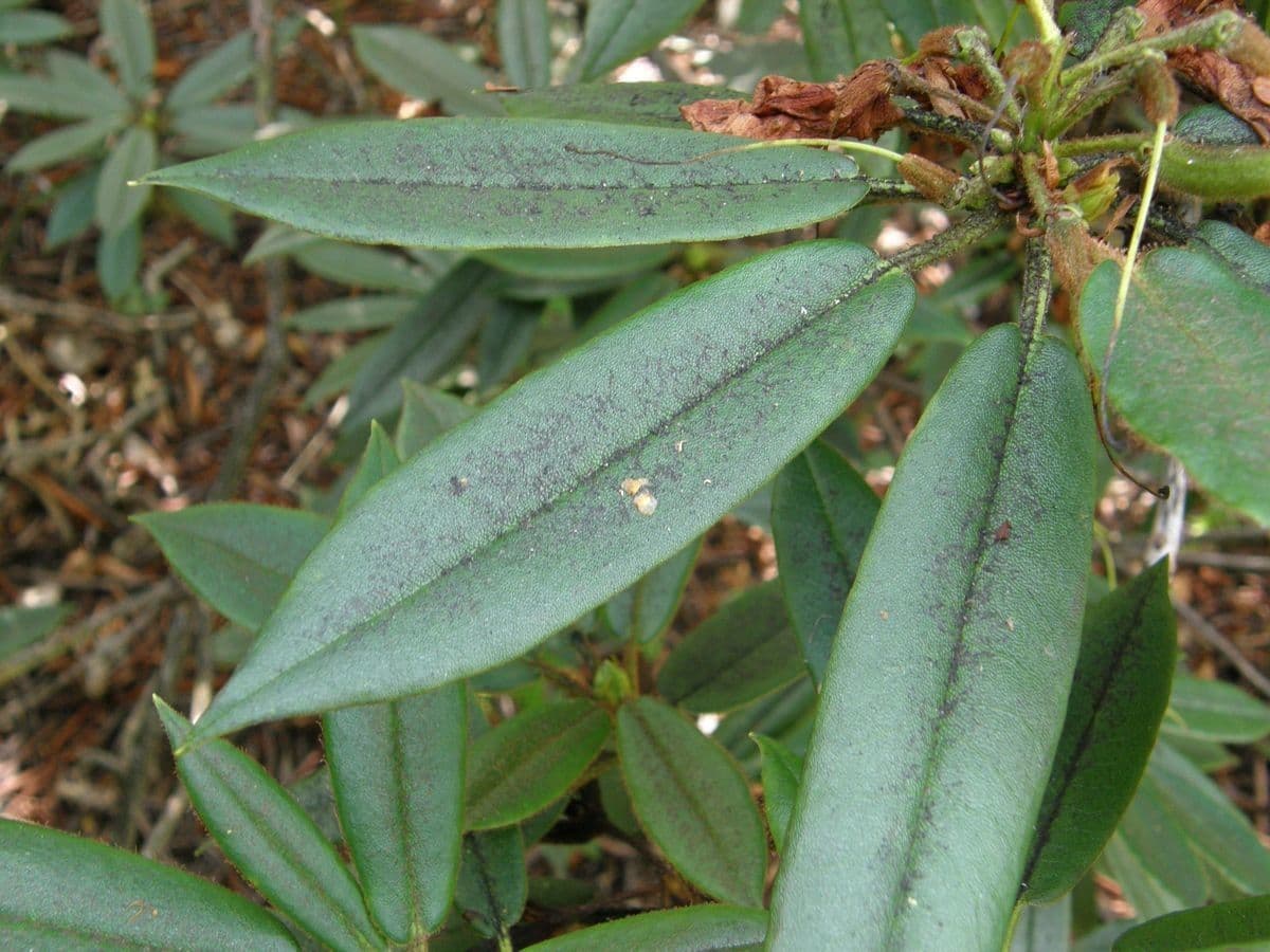 Rododendro 12