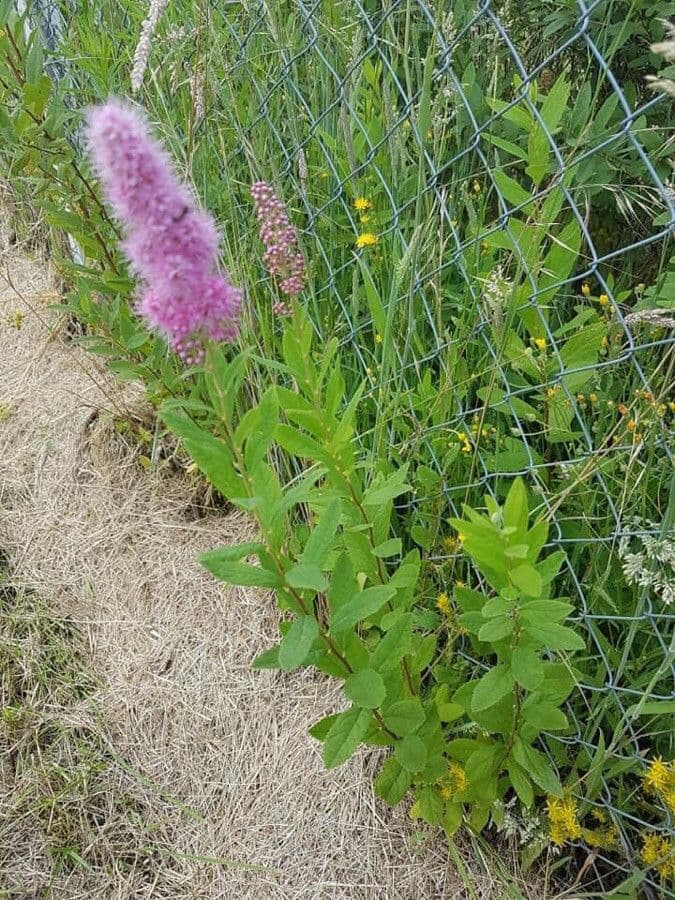 Spirea di Billard 2
