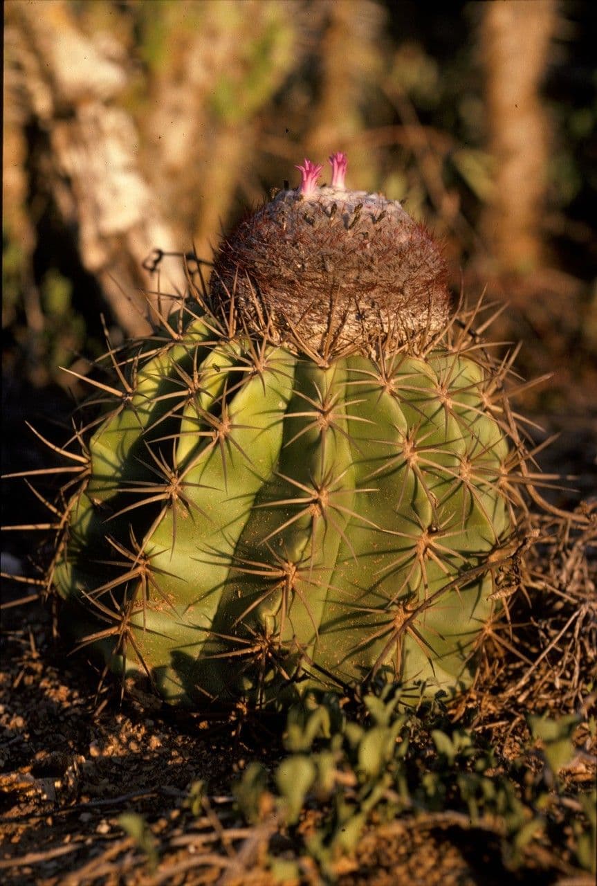 Melocactus 5