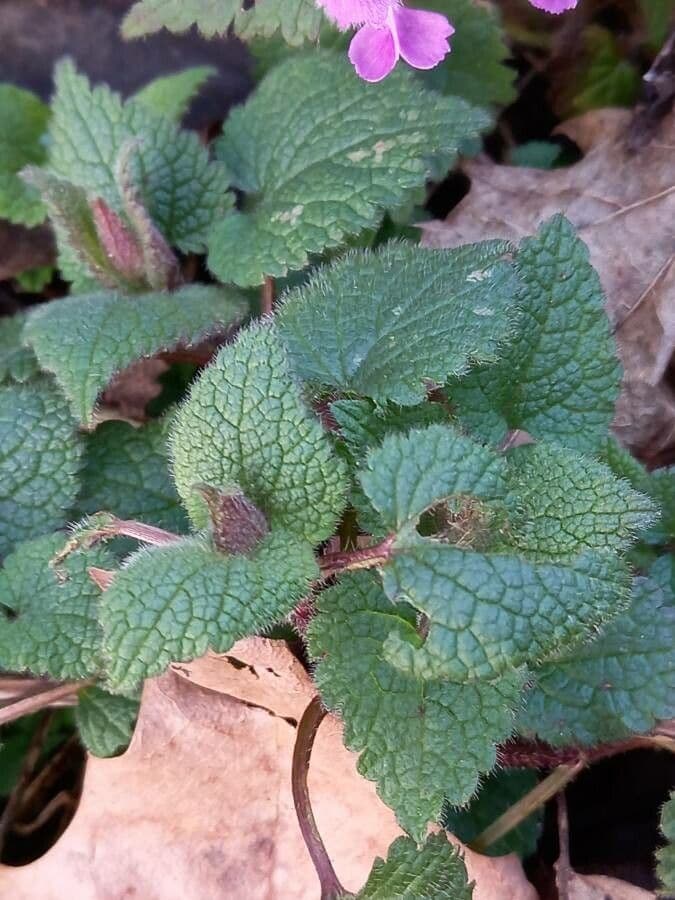 Falsa ortica macchiata 18