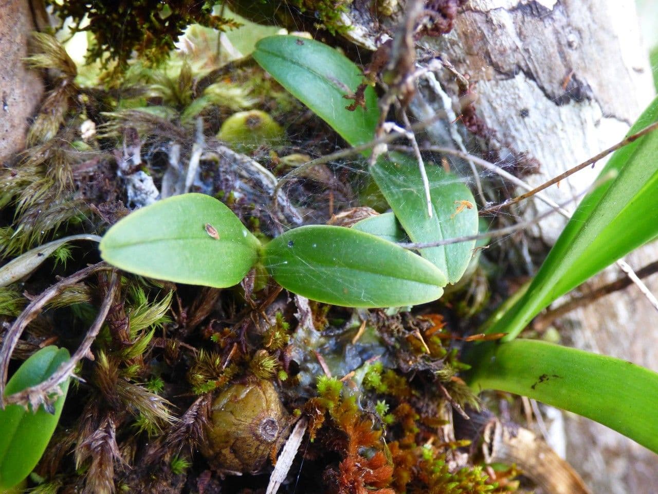Bulbophyllum 13