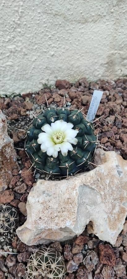 Cactus barbiche