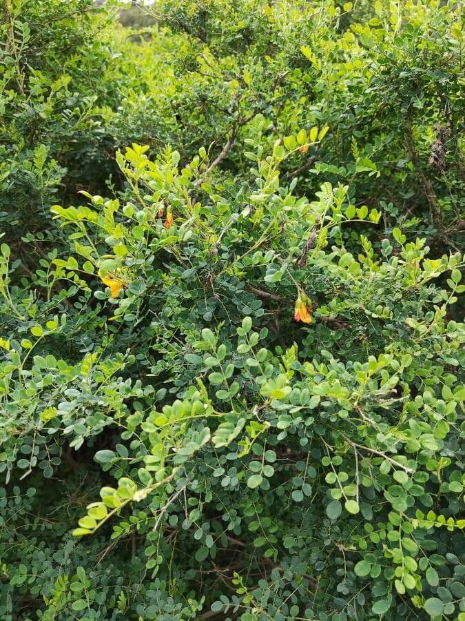Vescicaria orientale 16