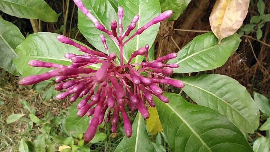 Fuchzia 7