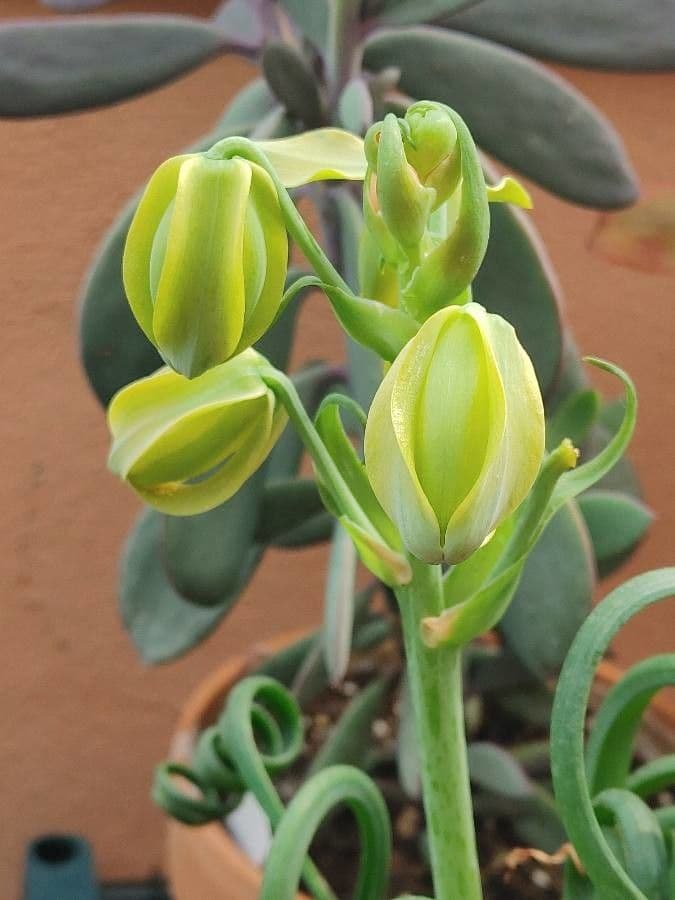 Albuca 2