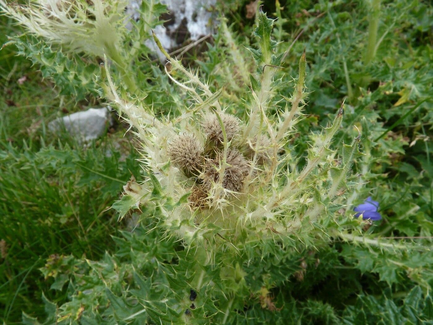 Cardo spinosissimo 6