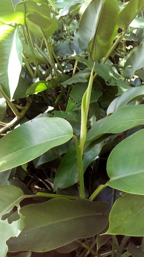 Monstera 4