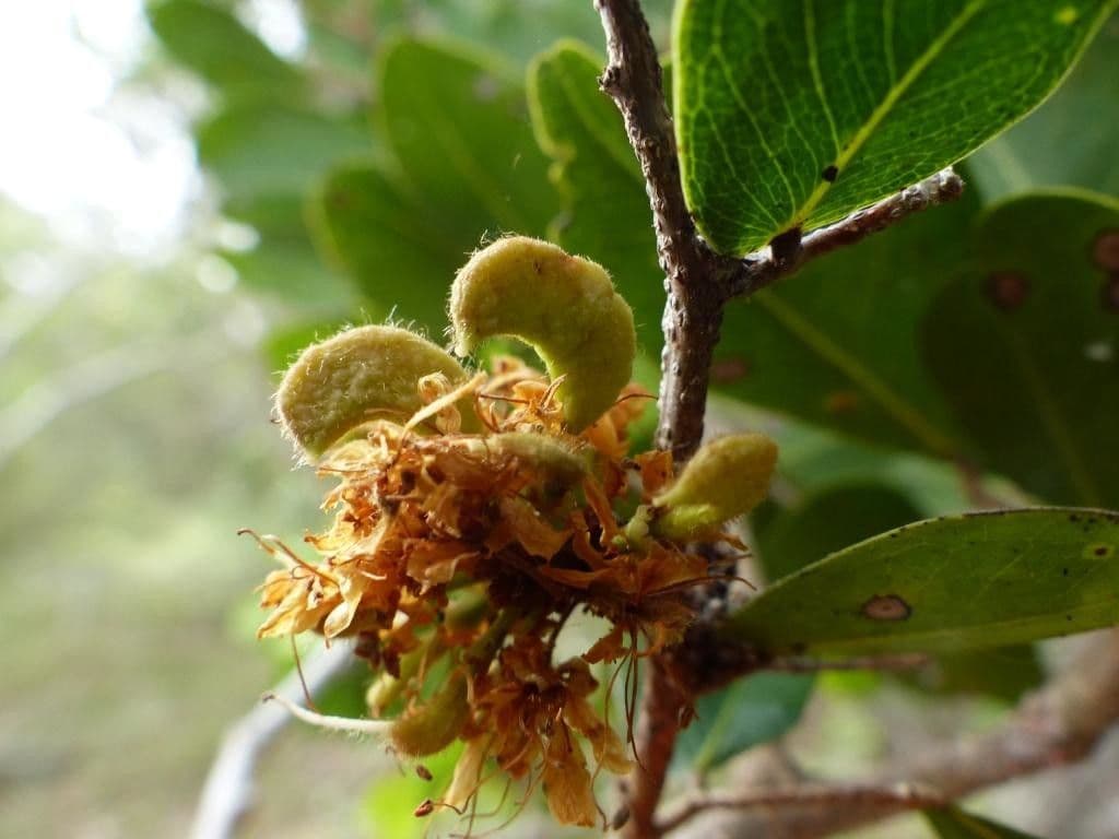 Cynometra ramiflora 2