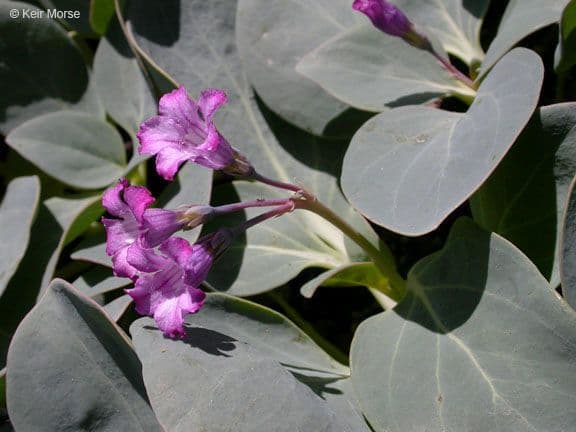 Cycladenia 5