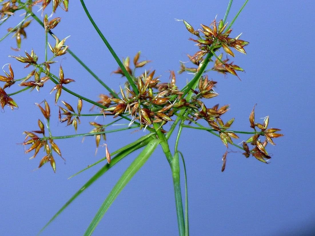 Rhynchospora corymbosa 10