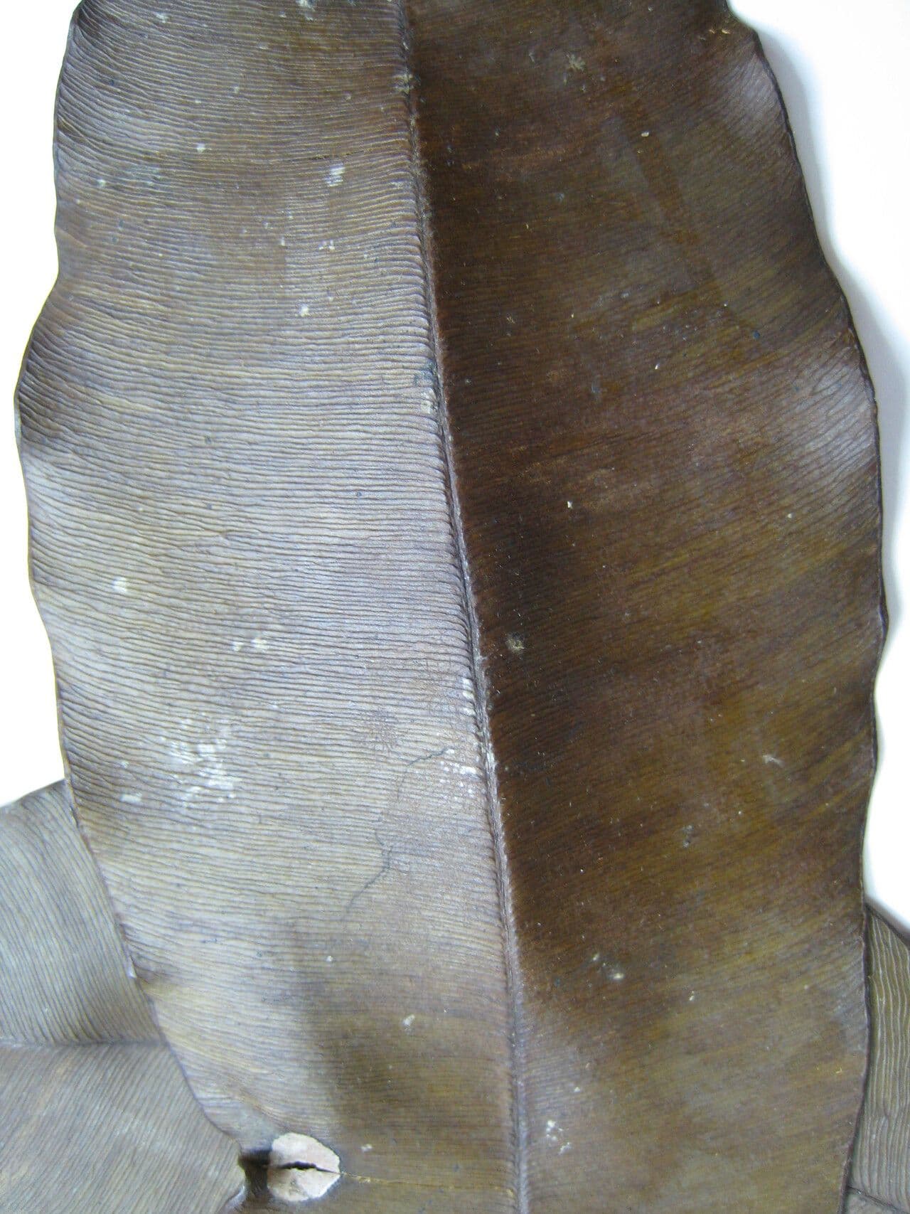 Micropholis 9