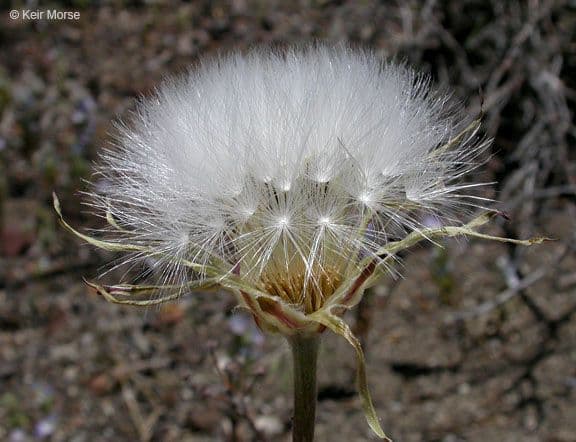 Agoseris retrorsa 5