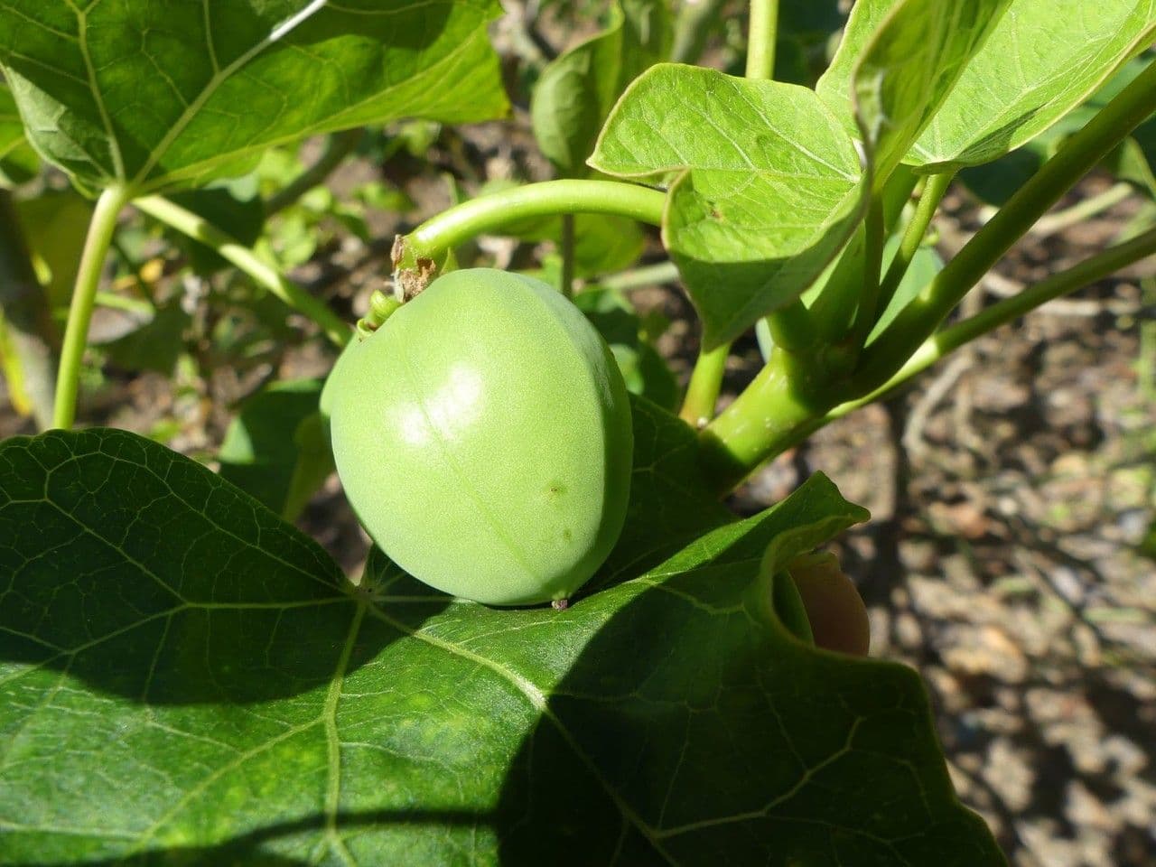 Piombo 3