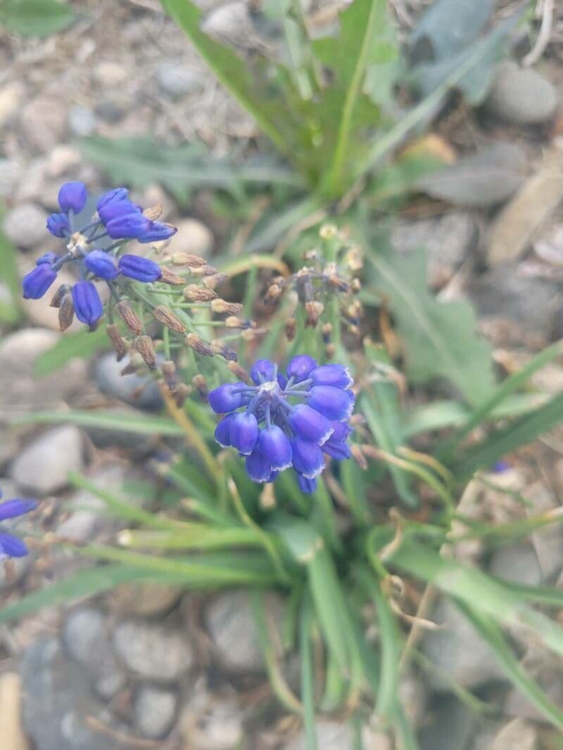 Muscari azzurro 26