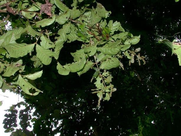 Combretum lasco 12