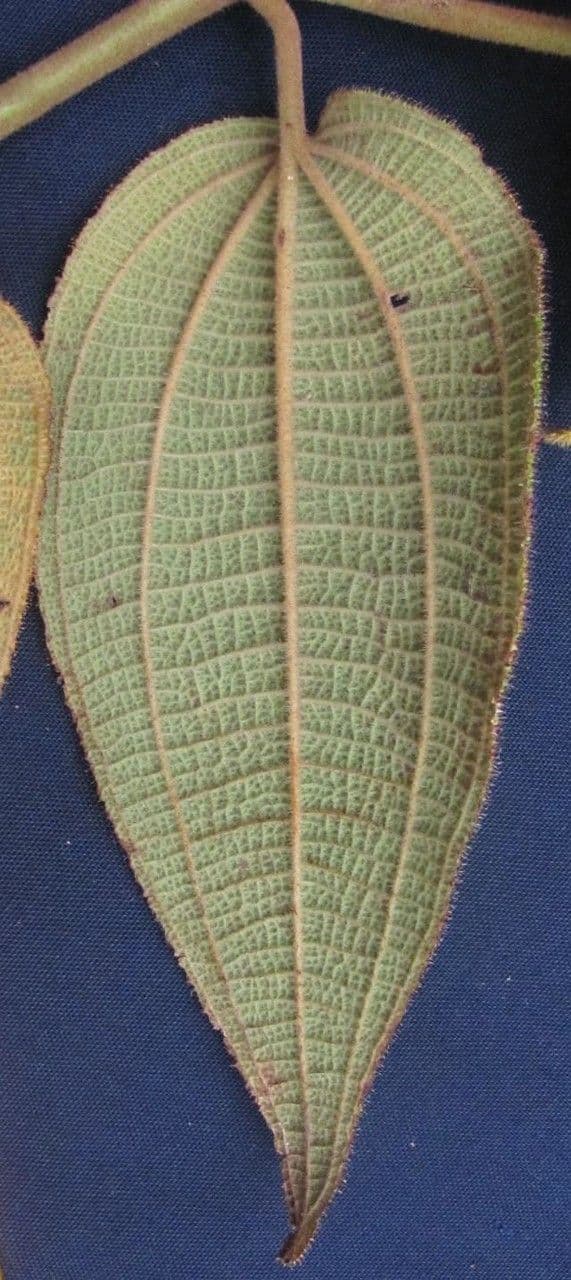 Miconia 12