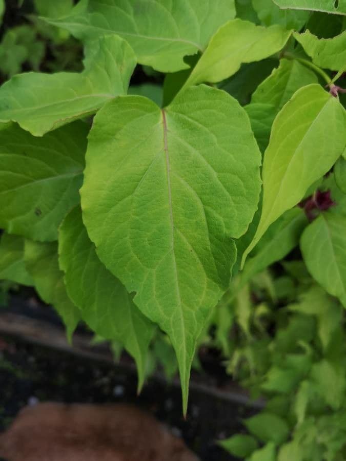 Leycesteria 17