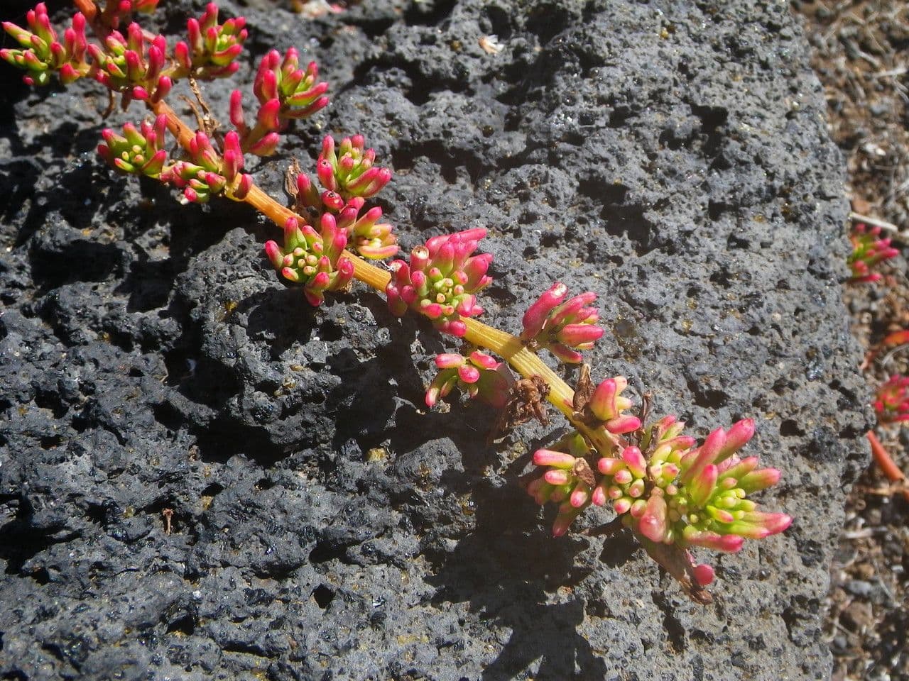 Patellifolia 5