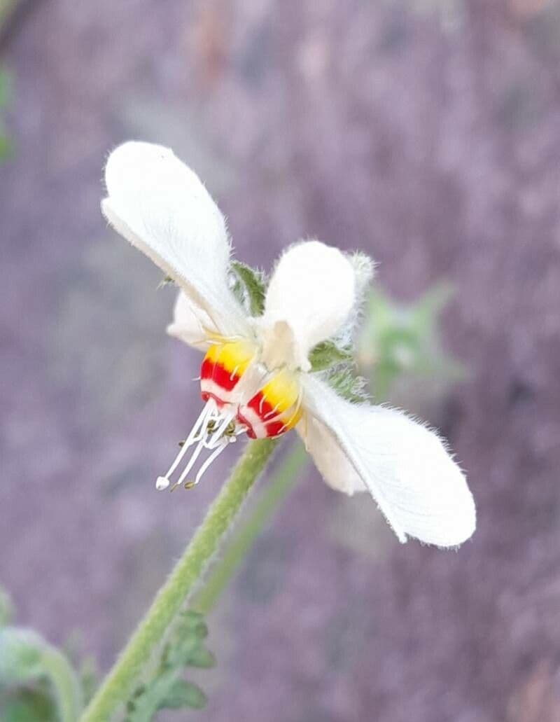 Blumenbachia 9