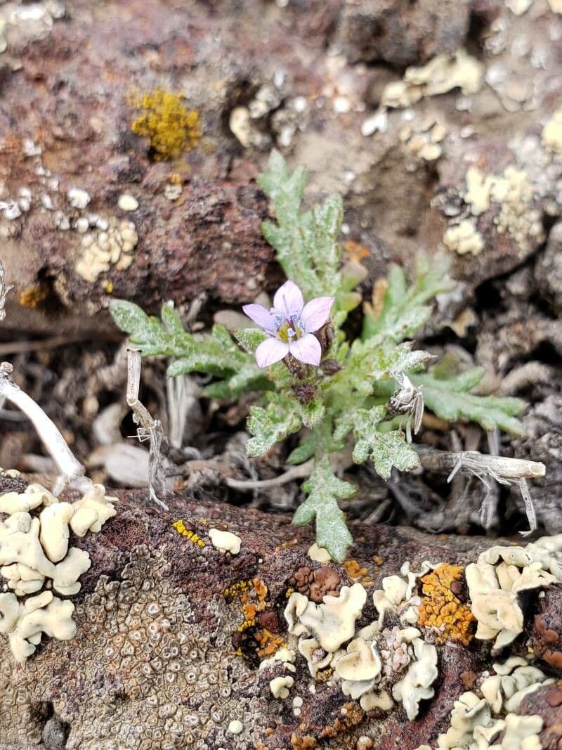 Gilia inconspicua