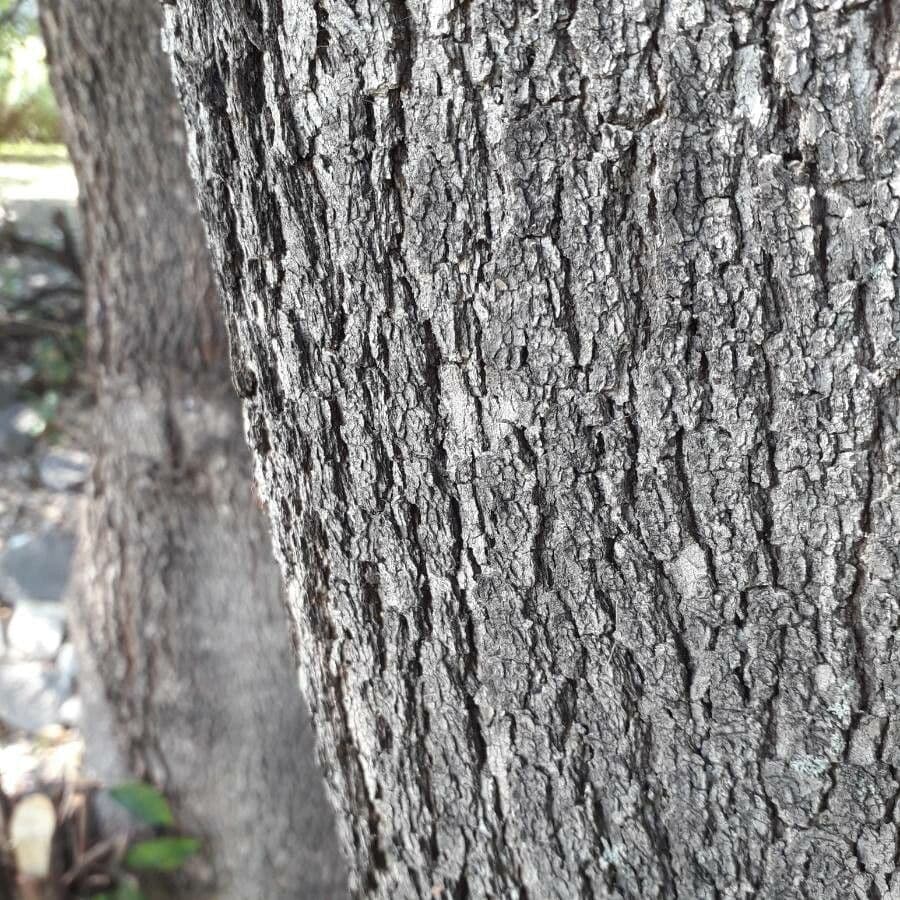 Garcinia 12