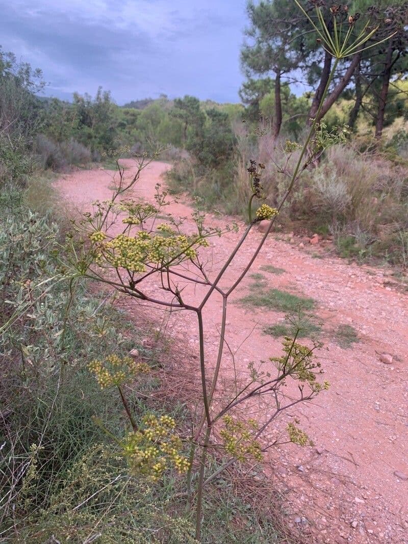 Peucedano 15