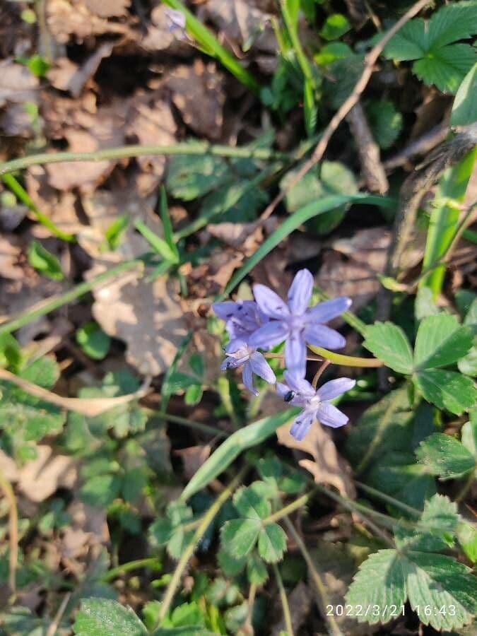 Scilla silvestre 5