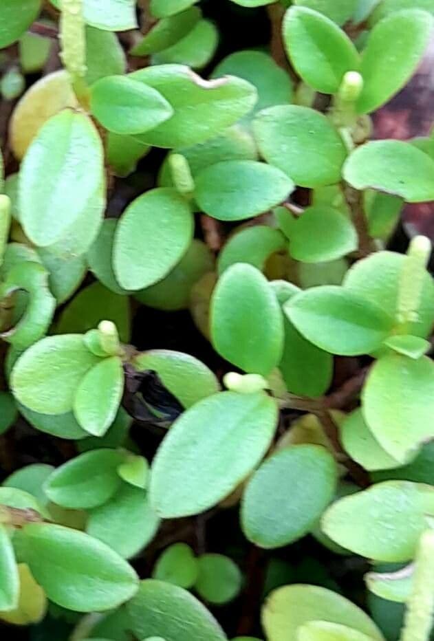 Yerba de guava falso 3