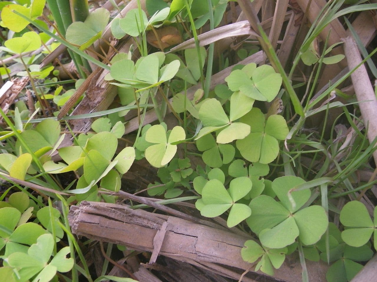 Marsilea minuta 14