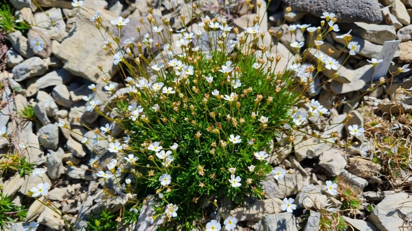 Androsace lattea 10