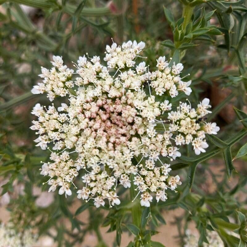 Echinophora spinosa 8