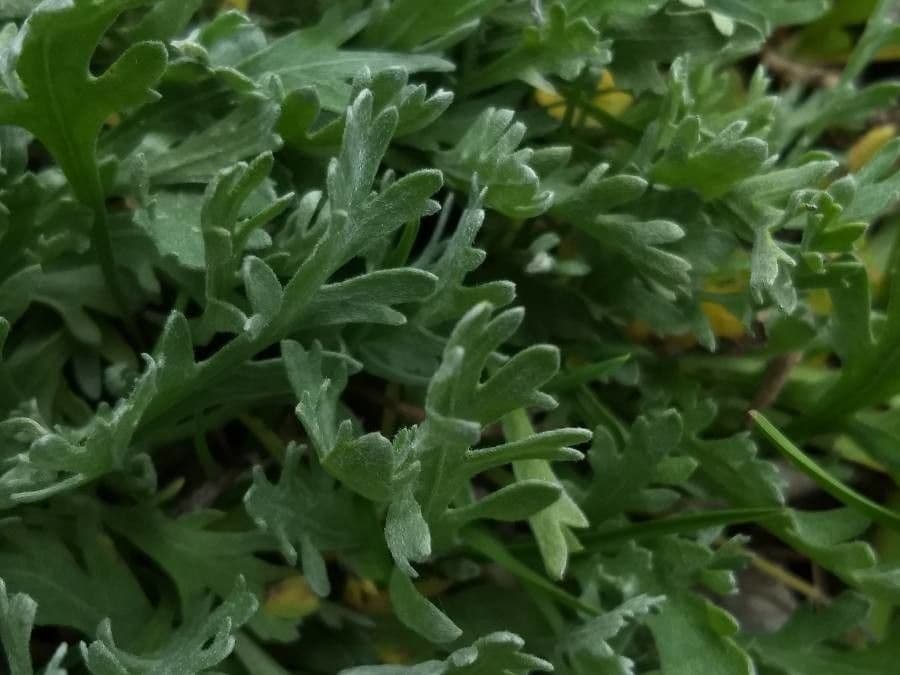 Achillea clavennae 21