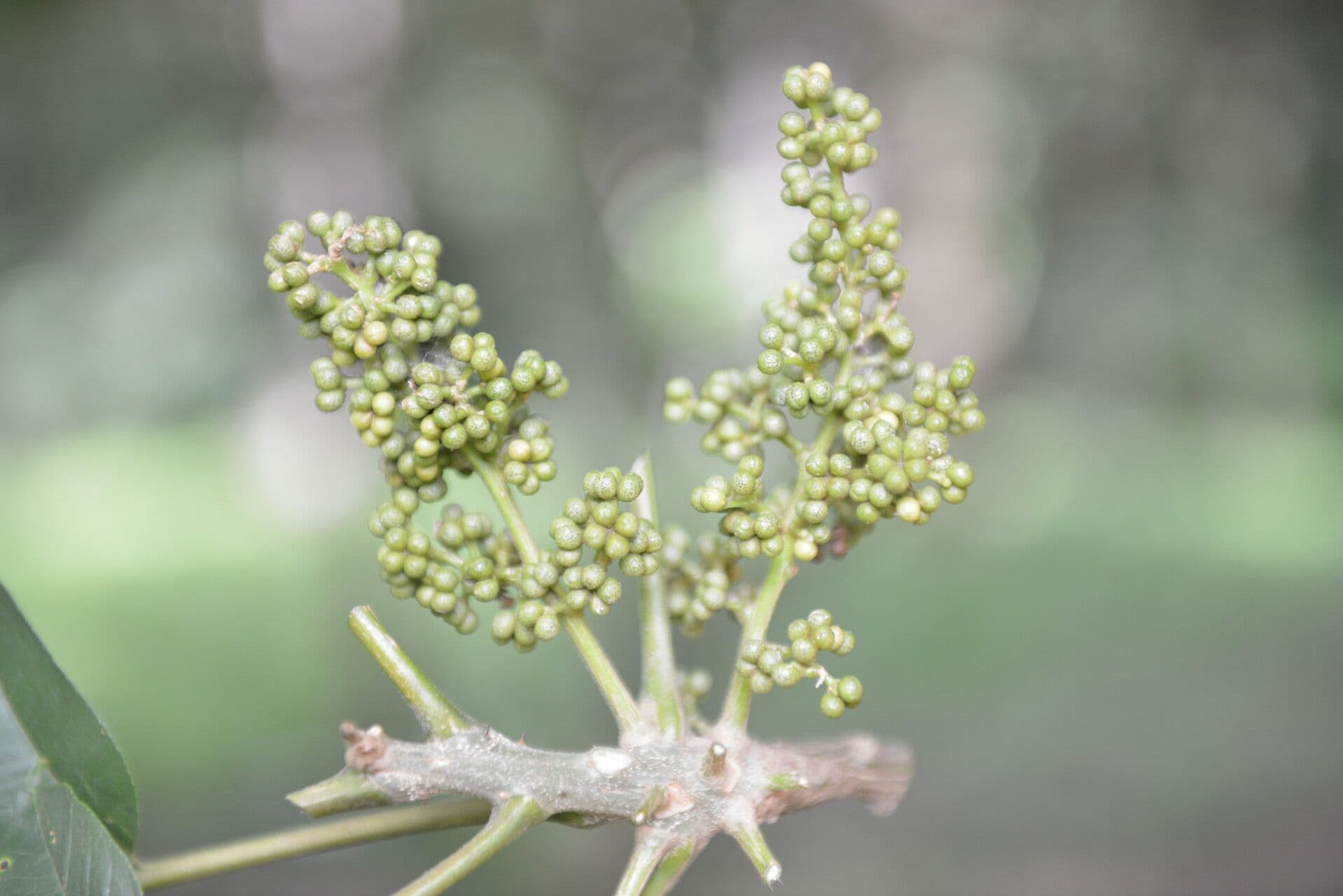 Zanthoxylum 6