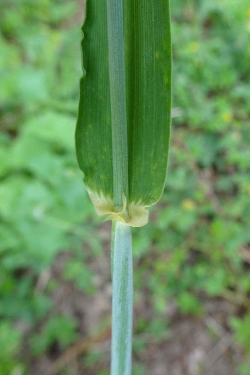 Orzo 17