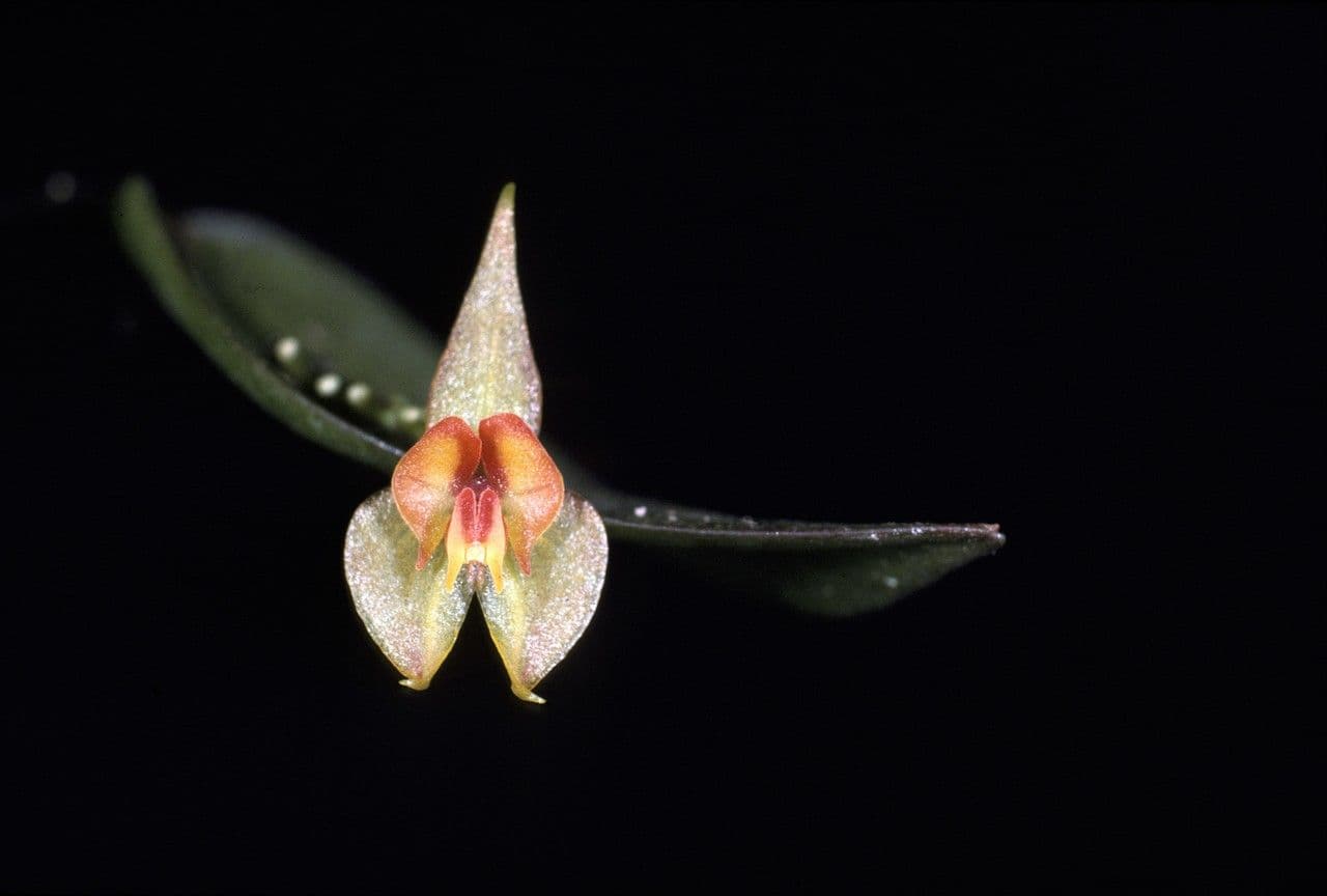 Lepanthes a spirale 5