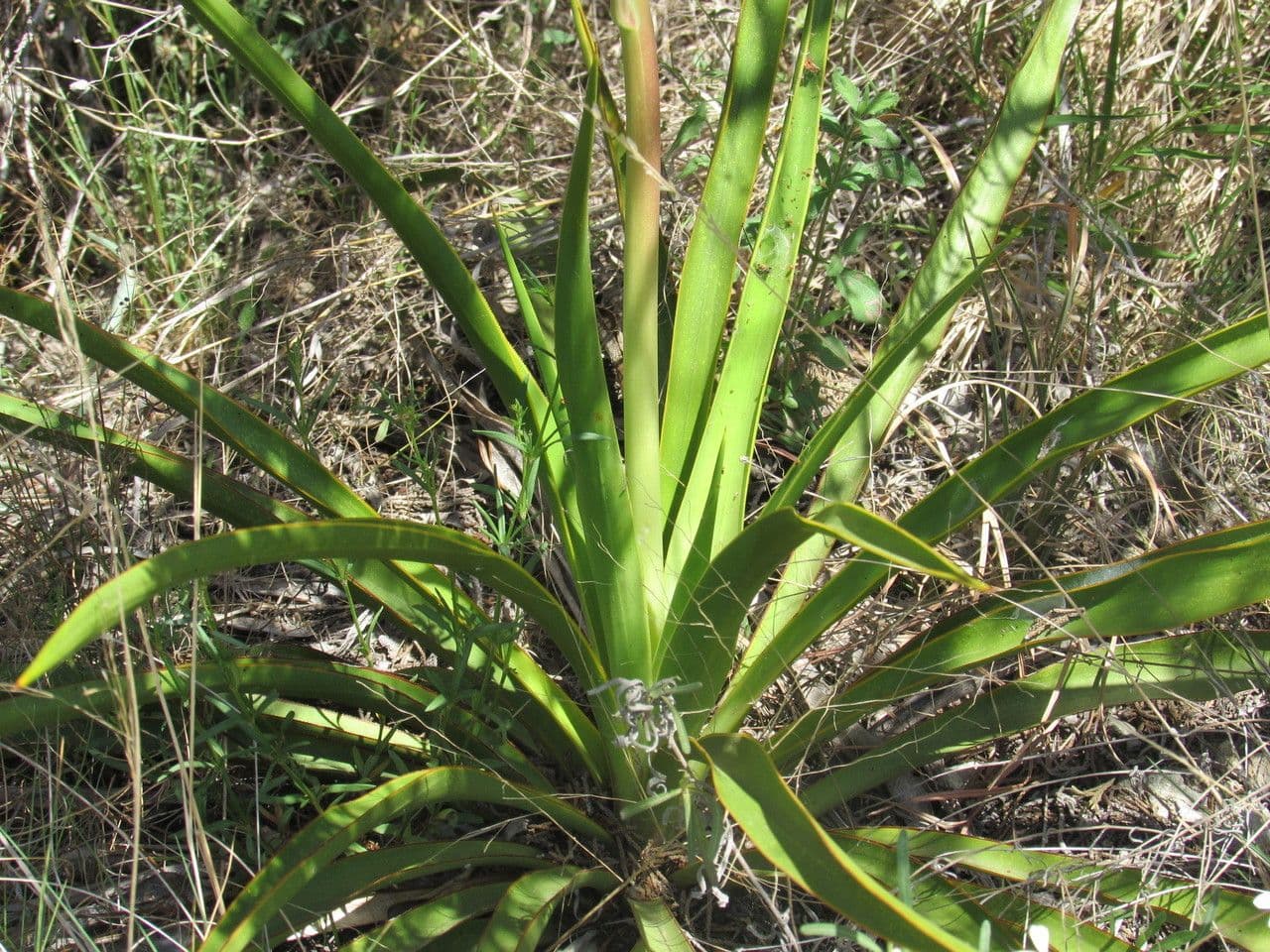 Fels-Yucca 9