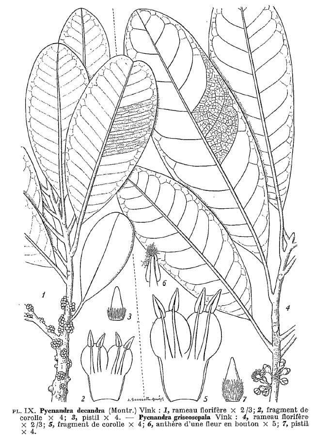 Pycnandra