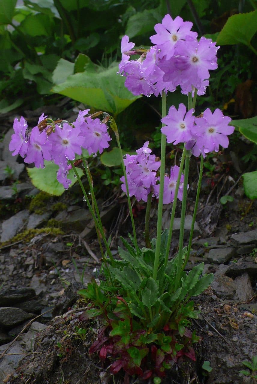 Primula