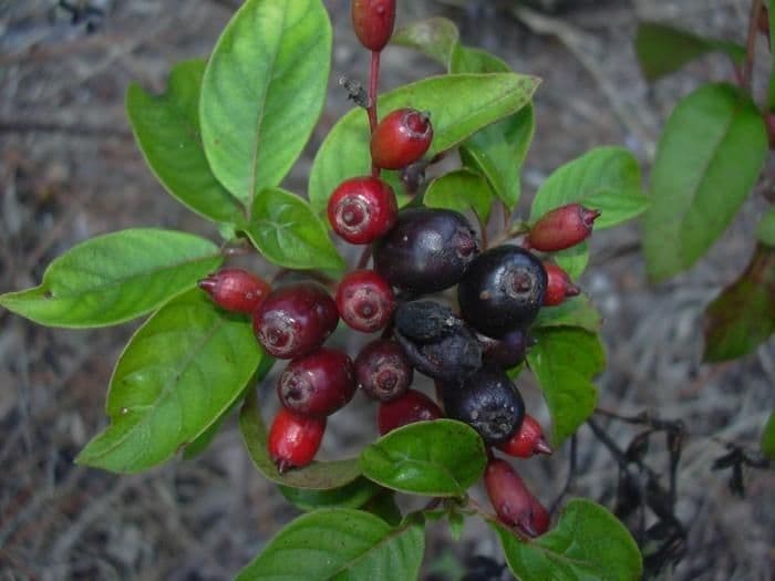 Hamelia 2