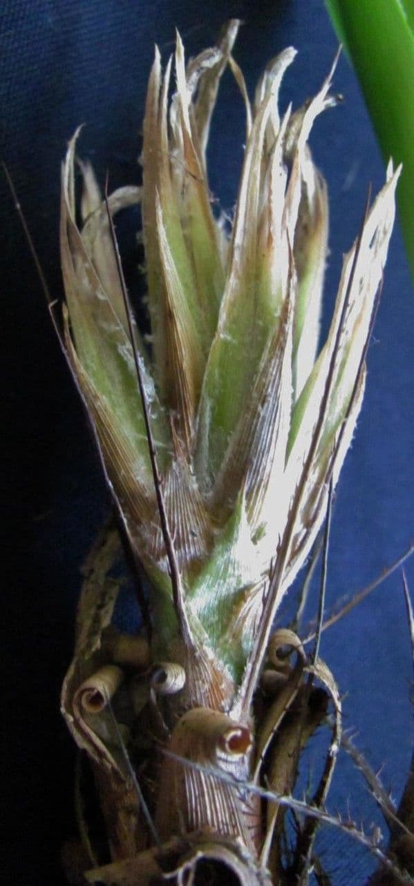 Pitcairnia