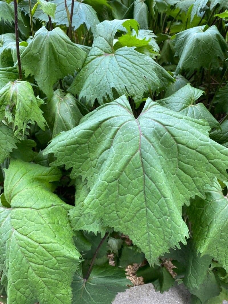 Ligularia 15