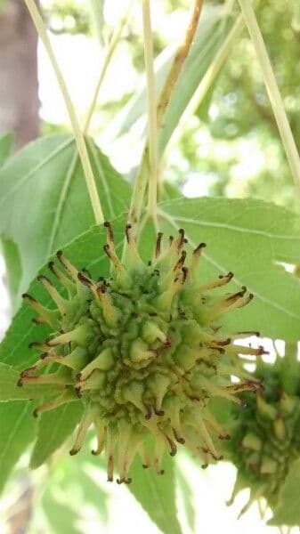 Liquidambar 3