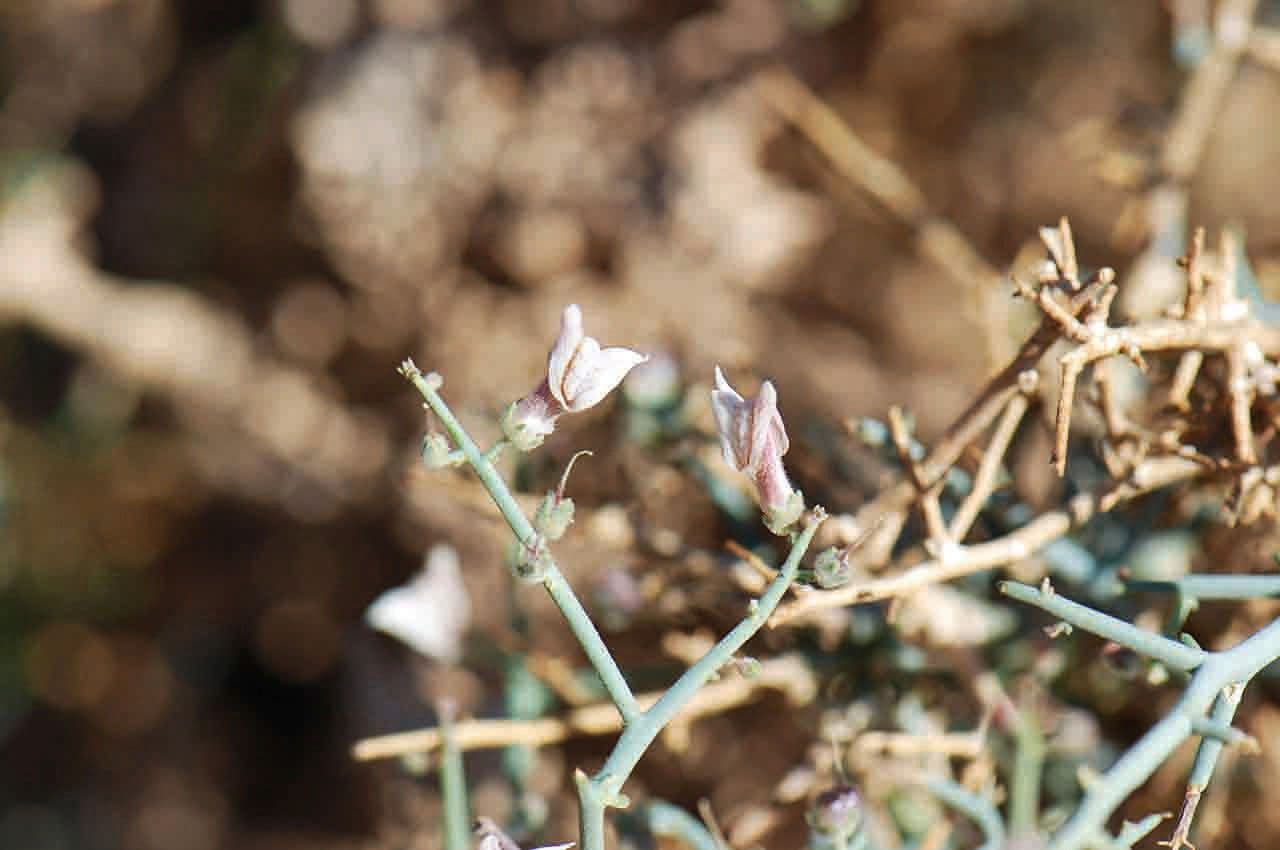 Acanthorrhinum 6
