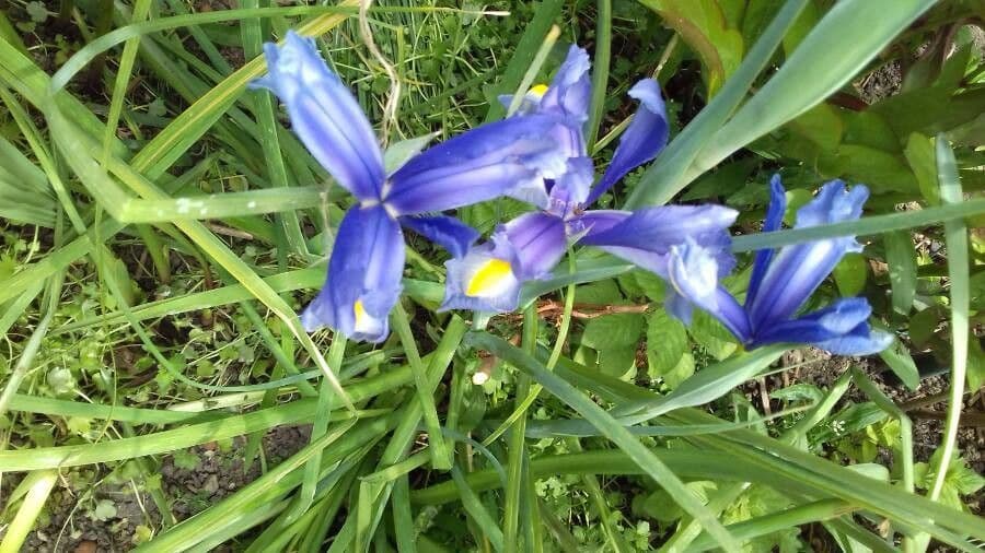 Iris xiphium 12