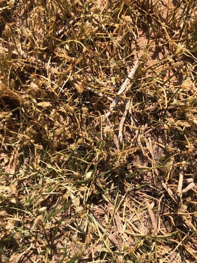 Junco amarillo 3