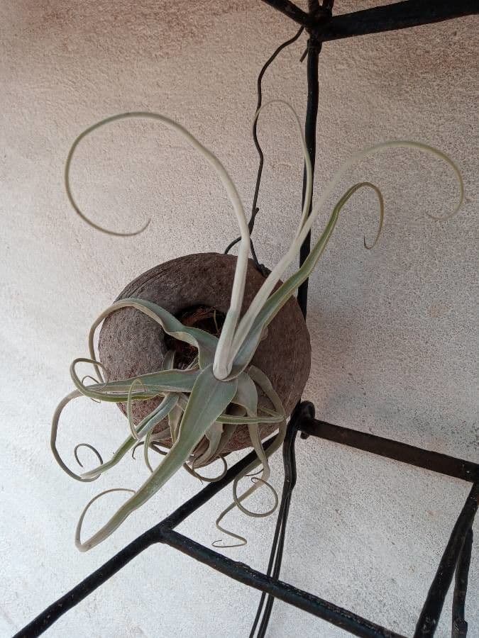 Tillandsia duratii 3