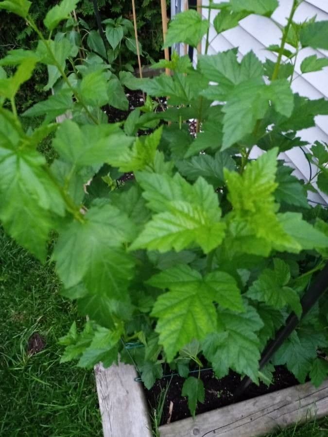 Potočnice strední 20