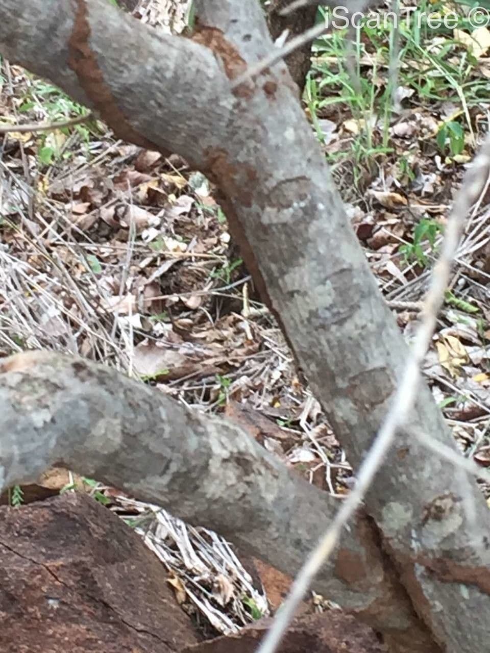 Vangueria 19