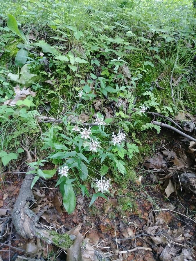 Monarda basilico 7