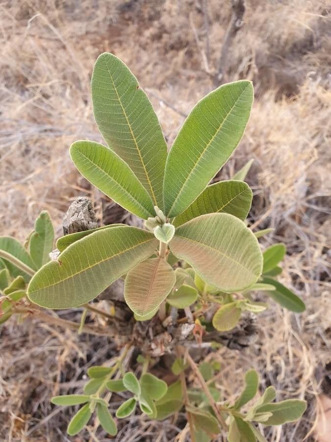 Ozoroa insignis 14